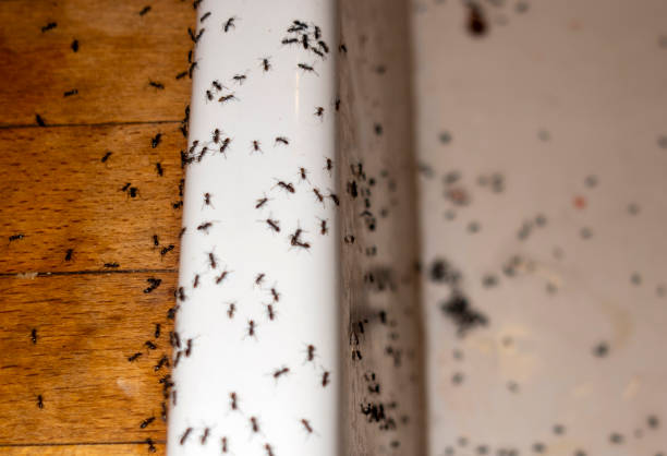 Best Pest Control for Restaurants  in Castle Shannon, PA