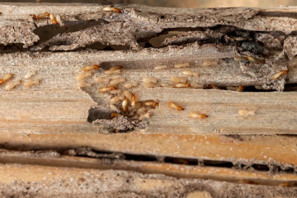 Best Residential Pest Control  in Castle Shannon, PA